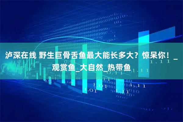 泸深在线 野生巨骨舌鱼最大能长多大？惊呆你！_观赏鱼_大自然_热带鱼